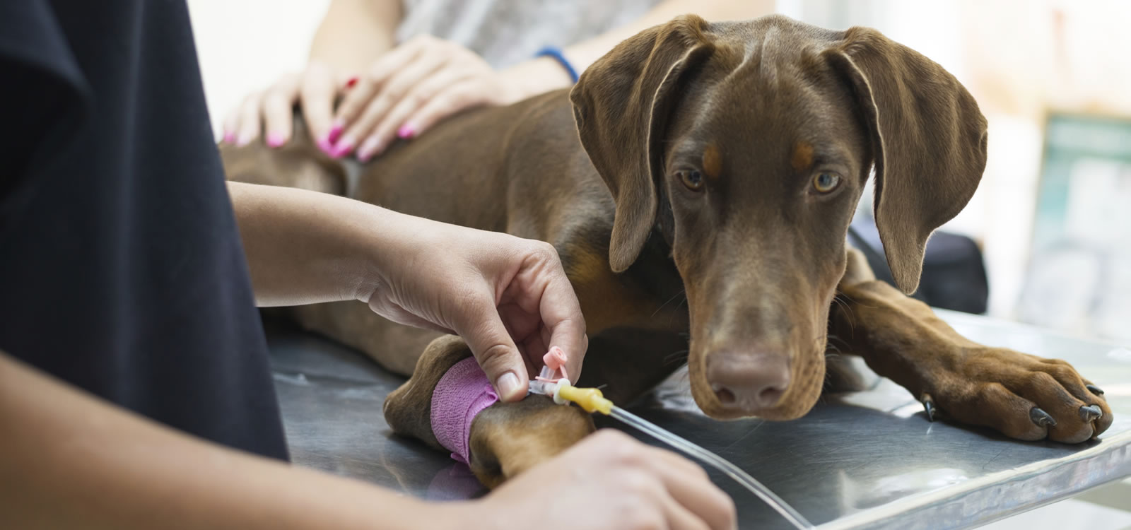 Vaccinations For Pets