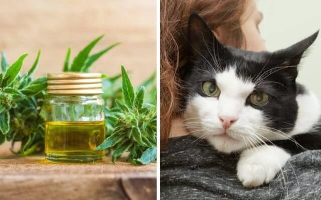 3 Important Things You Need to Know when Offering CBD Oil Cat Treats