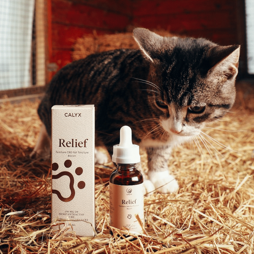 3 Important Things You Need to Know when Offering CBD Oil Cat Treats