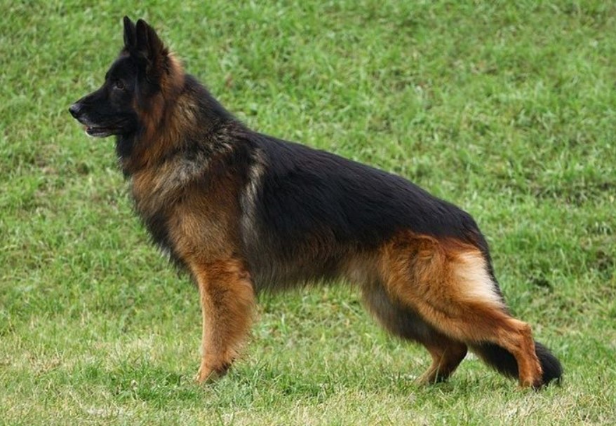 Cleveland German Shepherds Intro