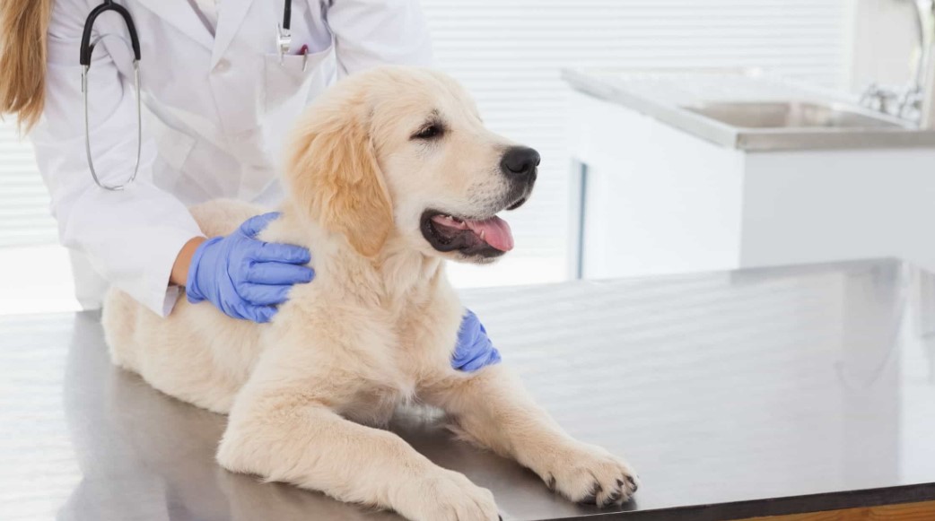 Understanding the Benefits of Pet Insurance